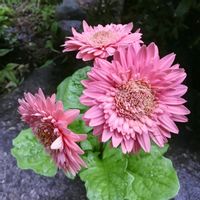 ガーベラ,マルバルコウソウ,真っ赤なホシザキルコウソウ,花のある暮らし♡,おうち園芸の画像