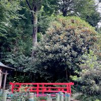 キンモクセイ,ケヤキ,イヌマキ,散歩,癒しの画像