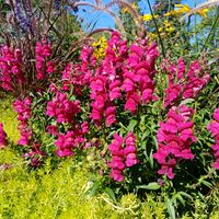 キンギョソウ,スナップドラゴン,金魚草/Snapdragon,カナダの画像