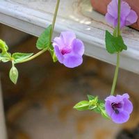 トレニア,夏菫,アオツヅラフジ,糸蜻蛉,アオツヅラフジの実の画像