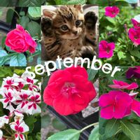 バラ,赤い花,花のある暮らし,やっぱり花が好き♡,ばら バラ 薔薇の画像