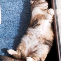 サルビア,サルビア,チェリーセージ,チェリーセージ,カマドウマの画像