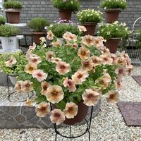 ペチュニア,ガーデニング初心者,ペチュニア♬さきざる,エム・アンド・ビー・フローラ,お花＊8年生♬さきざるの画像