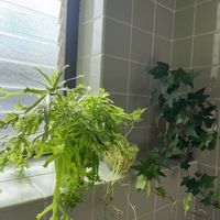 プテリス,ウォーターマッシュルーム,アイビー,多肉植物,観葉植物の画像