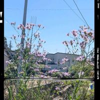シオン,ホトトギス,ガーデニング,花のある暮らし,小さな庭の画像