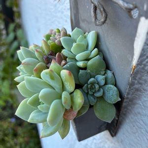 100均,多肉寄せ植え,アンティーク雑貨,100均鉢,100均ブリキ鉢の画像
