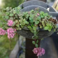 ミセバヤ,カラス葉ミセバヤ,多肉植物,ハンギングの画像