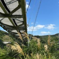 ススキ,オニクル,GODA BRIDGE,安威川ダムカレー,揺れています。の画像
