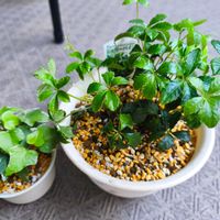 シュガーバイン,シュガーバイン,ヘデラ,ヘデラ,観葉植物の画像