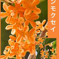 キンモクセイ,金木犀,キンモクセイの木,猫のまるくん,✨オレンジ色の絨毯✨の画像