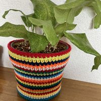 カラテアムサイカ,鉢カバー,透明鉢の画像