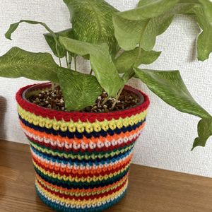 カラテアムサイカ,鉢カバー,透明鉢の画像