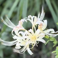 ススキ,曼珠沙華 白,曼珠沙華 赤,季節の花,花のある暮らしの画像