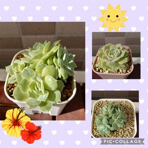サボテン,リトルビューティー,金晃丸,オウンスロー,多肉植物の画像