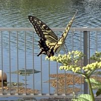 オミナエシ,アベリア,アゲハチョウ,赤トンボ✨,GODA BRIDGEの画像