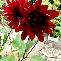 インパチェンス,ダリア 黒蝶, グロキシニア,ヒガンバナ( 曼珠沙華 ),花のある暮らしの画像