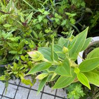 シコンノボタンの画像