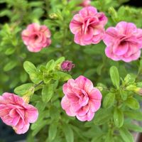 カリブラコア,カリブラコア ティフォシー ダブル,花のある暮らし,素敵色,かわゆい♡の画像