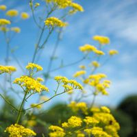 オミナエシ,お花,美しい,過去pic,今日のお花の画像