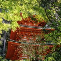 ギボウシ,モミジ,世界平和,被災地にエールを…。,京都府木津川市の画像