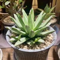 アガベ,アガベ　笹の雪,アガベ　笹の雪,多肉植物,子株の画像