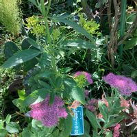 オミナエシ,セダムの花,オオベンケイソウ,セダムのお花,今日のお花の画像