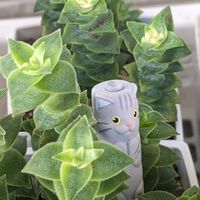 南十字星,ひよこ星,多肉植物,クラッスラ属,斑入り好き♡の画像