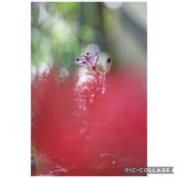 シュウメイギク,センニチコウ,ホトトギス,アキノノゲシ,元気をありがとう٩( ᐛ )وの画像