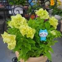 ガーデンシクラメン,ペチュニア ロココ  シャルトルーズ,かわいい,屋上ガーデン,花のある暮らしの画像