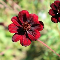チョコレートコスモス,今日の独り言,お花を楽しむ,お写んぽ,シックな色の画像