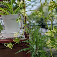 サンスベリア,オリヅルラン,観葉植物の画像