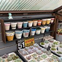 多肉植物,DIY,多肉棚,多肉女子,フォロワーさん(*´∀｀)ﾉ ありがとぅ♪の画像