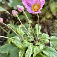 秋明菊,ガーデニング,花のある暮らし,ネコのいる暮らし,ニャンニャン祭りの画像