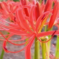 ヒガンバナ,ヒマワリ,キバナコスモス,おでかけ先,富山県の画像
