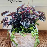 グリーンネックレス,ペペロミア,ペペロミアカペラータ,観葉植物,観葉植物の寄せ植えの画像