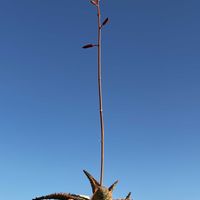 アロエ,アロエ カルミネ,多肉植物,鉢植え,小さな花の画像