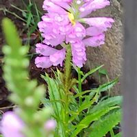 ハナトラノオの画像