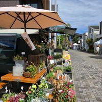 寄せ植え,ガーデニング,コンテナガーデン,花のある暮らし,お花の寄せ植えの画像