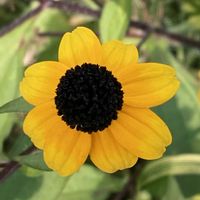 ルドベキア,お出かけ先にての画像
