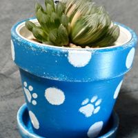 ハオルチア,ブラックオブツーサ錦,多肉植物,多肉ちゃん,成長記録の画像