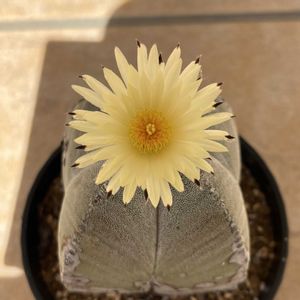 サボテン,サボテンの花,多肉女子の画像