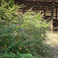 ススキ,白萩,萩,萩,萩の画像
