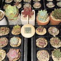 多肉植物,エケベリア属,バルビナエア属の画像
