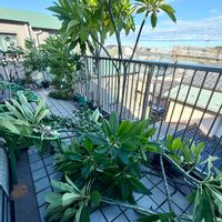 プルメリア,花のある暮らし,熱帯植物,台風被害,元気に育ててますよの画像