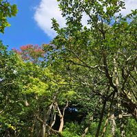 サルスベリ,セッコク,トレニア,秋明菊,五色の椿の画像