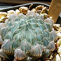 ハオルチア,ハオルチア,多肉植物,ハオルチア属,透明な窓の画像