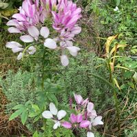 クレオメの画像