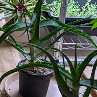 アロエ,多肉植物,多肉男子,リビング・ダイニングの画像
