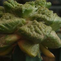 ハオルチア,多肉植物,観葉植物,塊根植物,サボテン科の画像