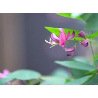 ハギ,広い庭の画像